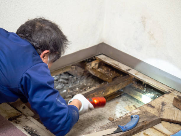 Crawl Space Mold Removal in Oglethorpe, GA