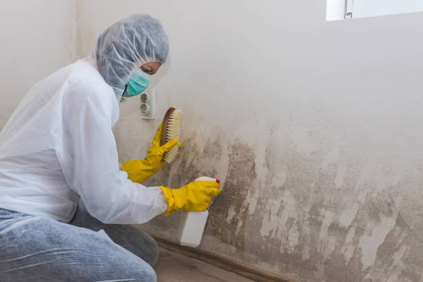 Oglethorpe, GA Mold Removal Company