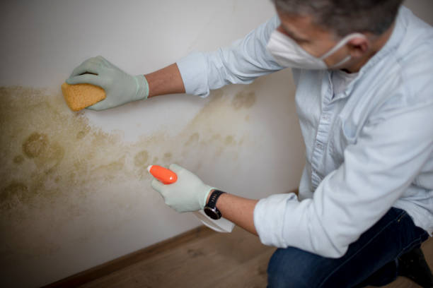 Best Toxic Mold Removal  in Oglethorpe, GA