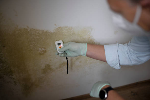 Best Toxic Mold Removal  in Oglethorpe, GA