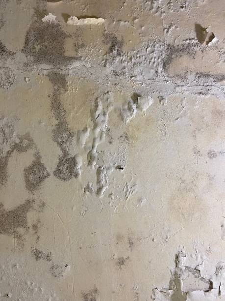 Mold Testing and Removal in Oglethorpe, GA