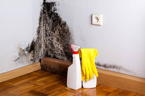 Best Mold Damage Repair  in Oglethorpe, GA