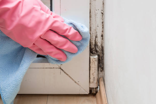 Best Affordable Mold Removal  in Oglethorpe, GA