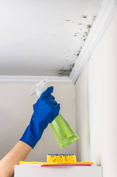 Best Local Mold Removal Service  in Oglethorpe, GA