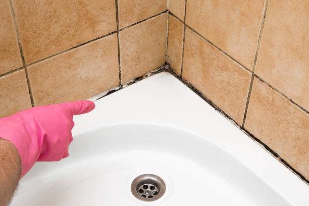 Attic Mold Removal in Oglethorpe, GA