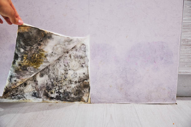 Trusted Oglethorpe, GA Mold Removal Experts
